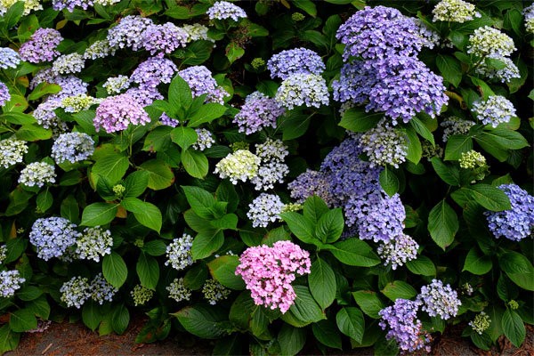 malalaking lebadura na hydrangea