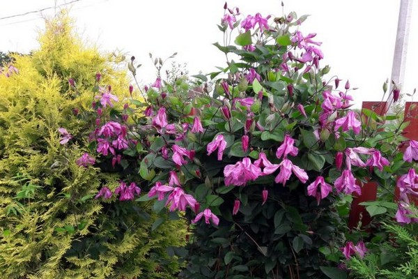 planting clematis + in the Urals