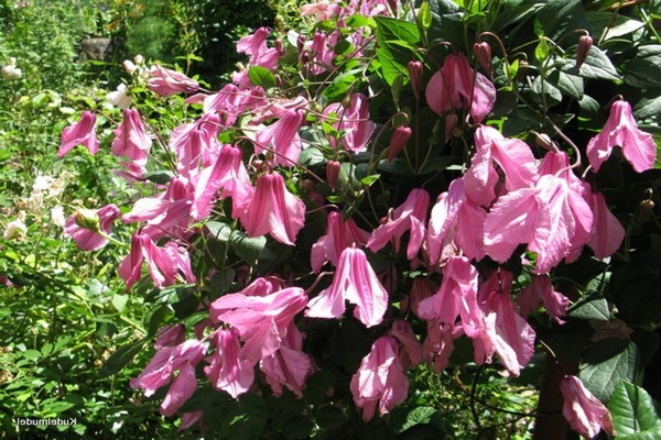 varieties of clematis