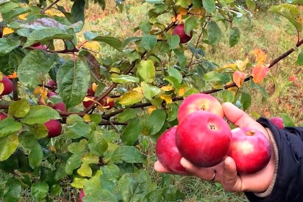 apple tree alesya litrato