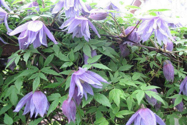 Clematis Knyazhik - predstavnik zeljastih usjeva