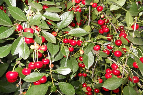 variétés de cerises