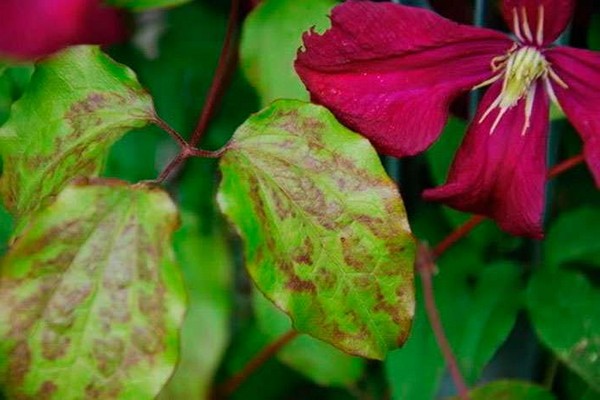 mga sakit ng clematis + at + kanilang paggamot