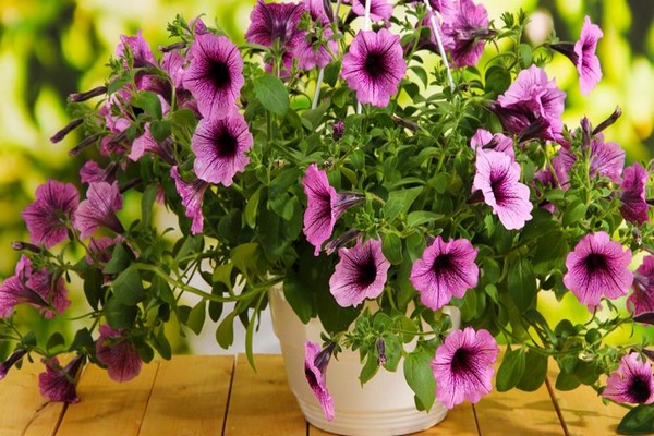 petunia ampelous + and cascade