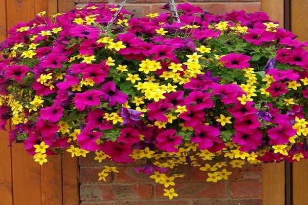 Ampel petunias varieties