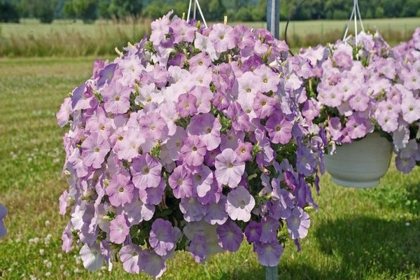 petunia ampelous varieties