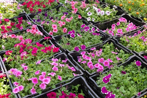 Ampel petunias photo