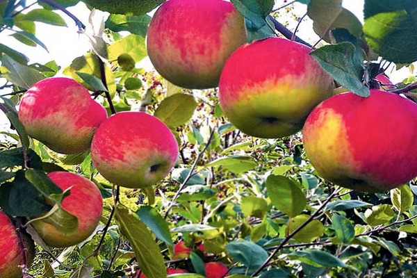 hit parade ng mga apple variety