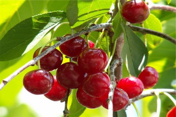 variétés de cerises