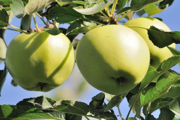 hit parade des variétés de pommes