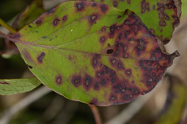 clematis disease