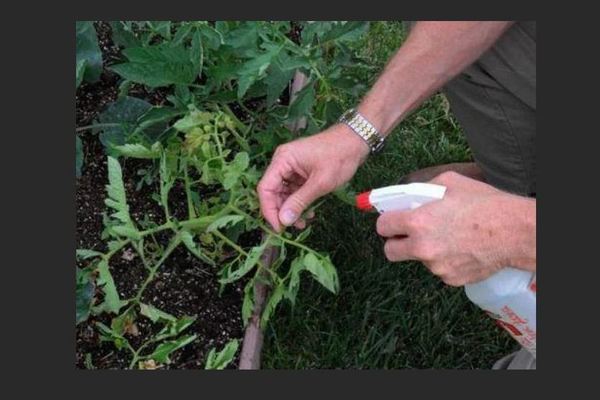 Tratamiento de la bacteriosis del tomate