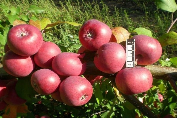 bayan apple tree paglalarawan ng iba-iba