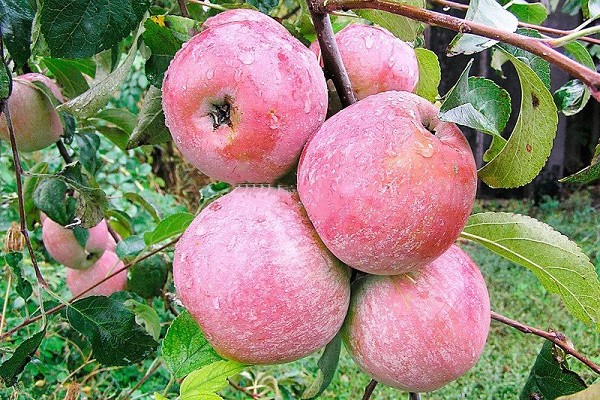 bayan apple tree photo