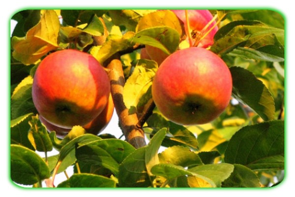 bayan apple tree paglalarawan ng iba-iba