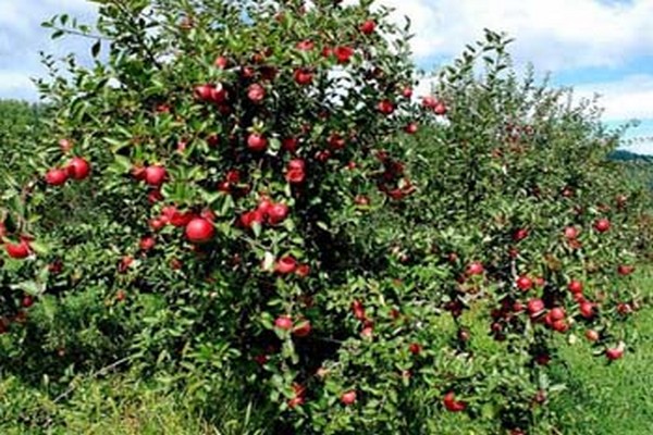 bayan apple tree photo