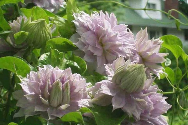 Paglalarawan ng Belle of Woking Clematis