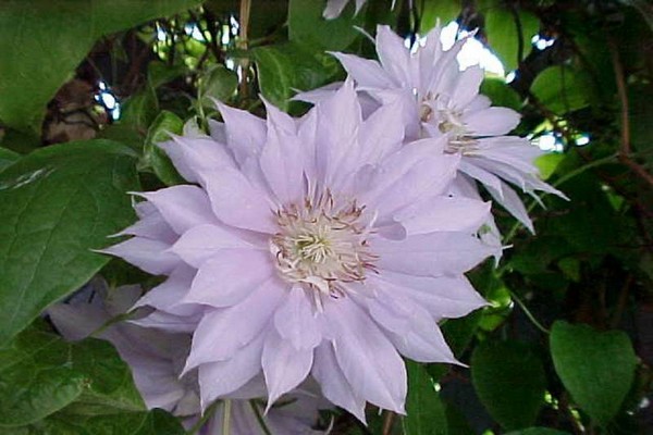 Belle of Woking Clematis Beschreibung