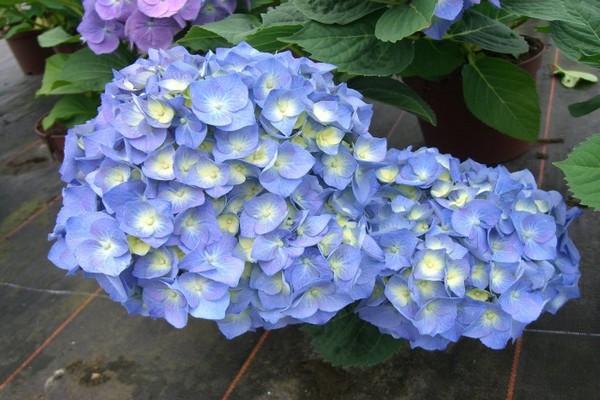 malalaking lebadura na hydrangea