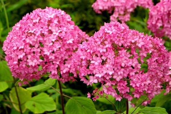 hydrangea tree planting