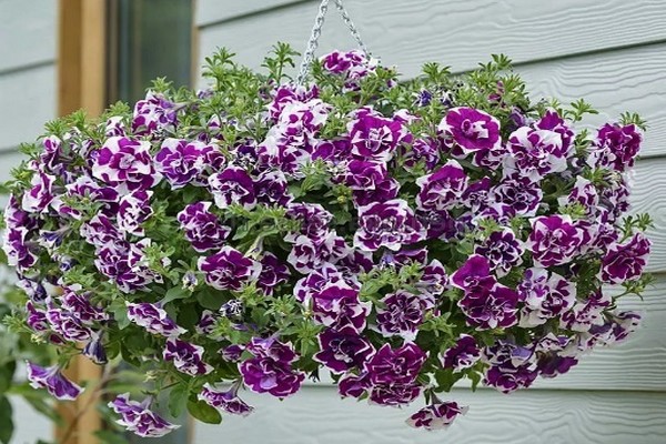 petunia tumbelina