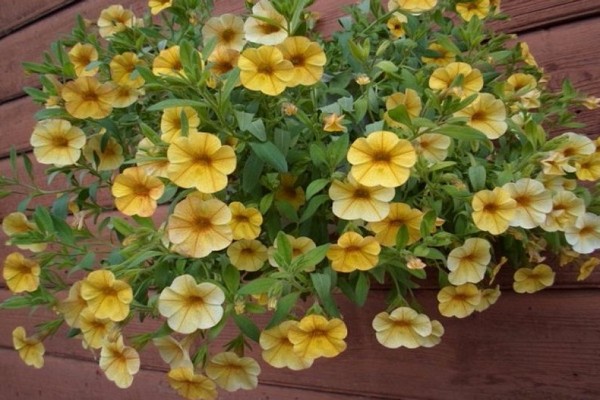 petunia tumbelina