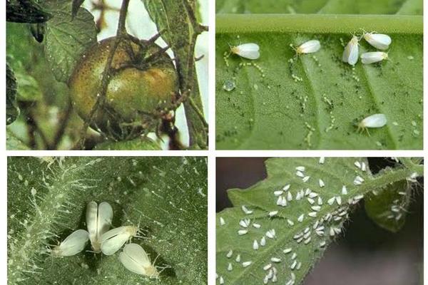 Whitefly sa mga pamamaraan ng pagkontrol sa kamatis