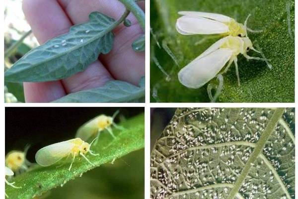 Paano mapupuksa ang whitefly sa mga kamatis