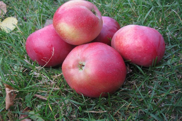 variety Belarusian sweet