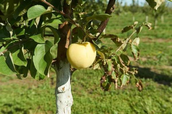 White pouring apple tree description