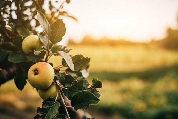 Berkut apple tree description