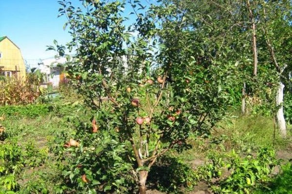 apple-tree berkutovskaya photo description