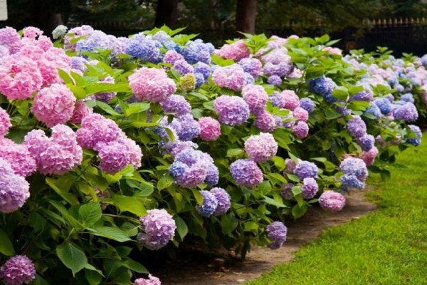 + wie man die Farbe von Hortensienblüten ändert