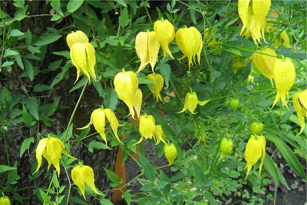 Clematis Bill Mackenzie