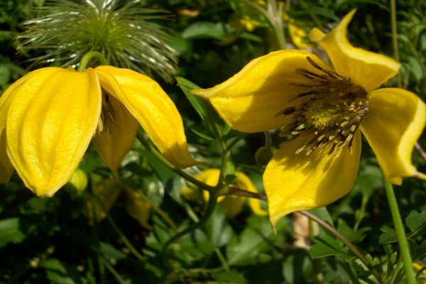 Clematis Bill Mackenzie Description