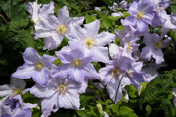 njega sadnje clematis + na uralu