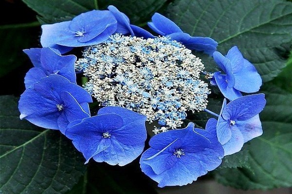 hydrangea changes color