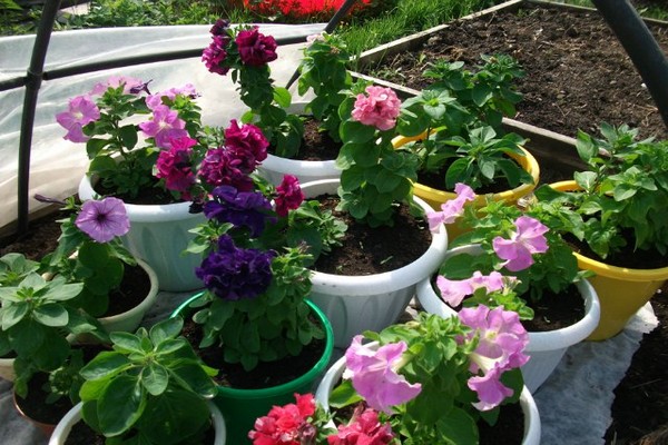 petunia varieties