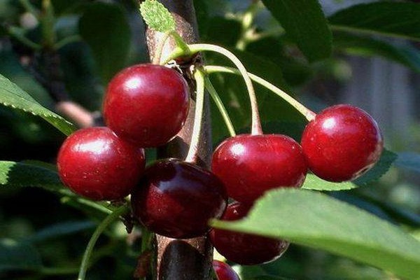 mga varieties ng cherry