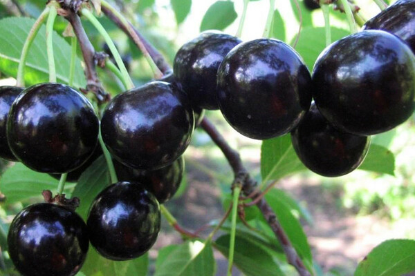 black cherry photo