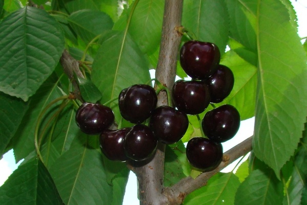 paglalarawan ng cherry black