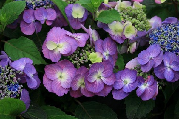 hydrangea large-leaved planting + and care