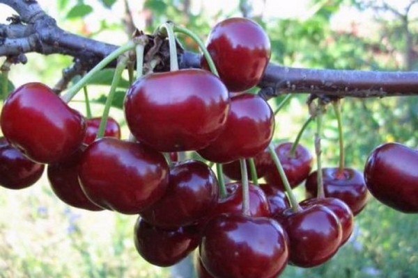 variétés de cerises