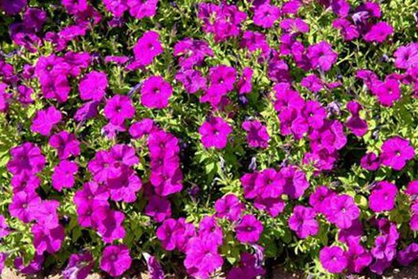 petunia varieties