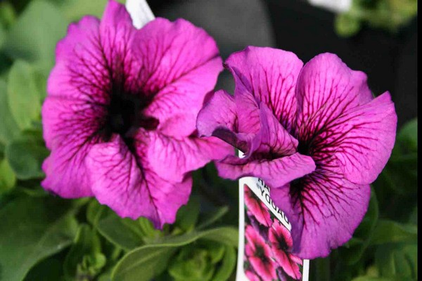 petunia flowers