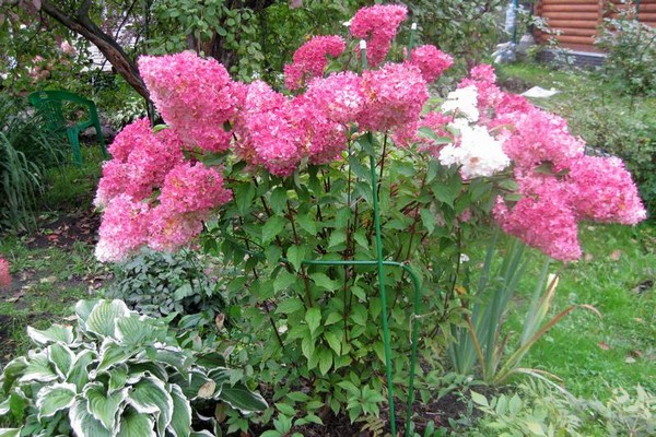 hortensie diamant rouge bewertungen