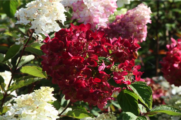 Hortensie paniculata diamant rouge