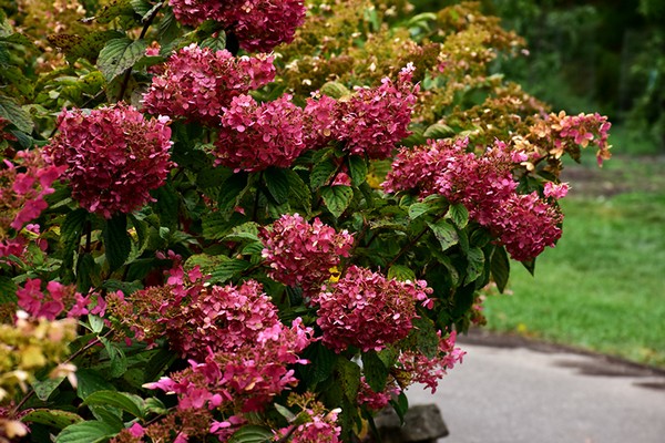 hydrangea diamond rouge photo + and description