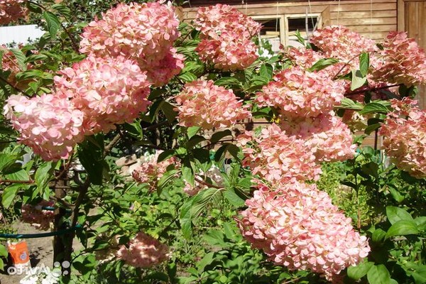 Hortensie Diamond Rouge Beschreibung