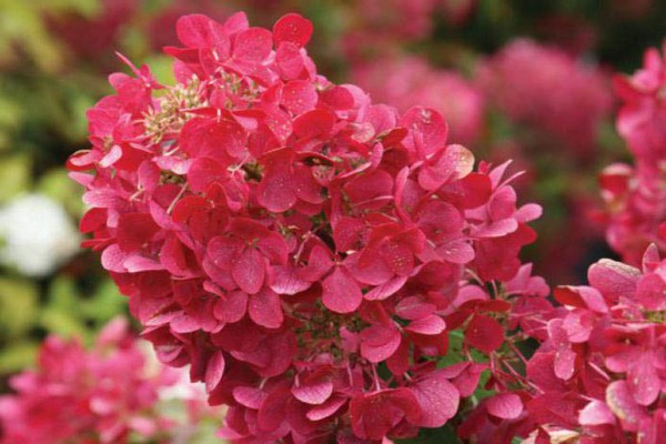 hortenzija paniculata dijamant rouge fotografija